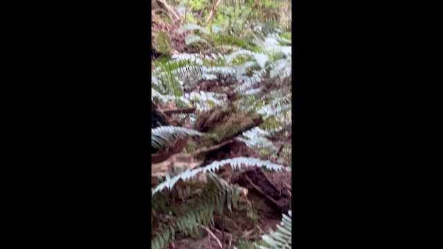 Pacific Wren - ML647163996