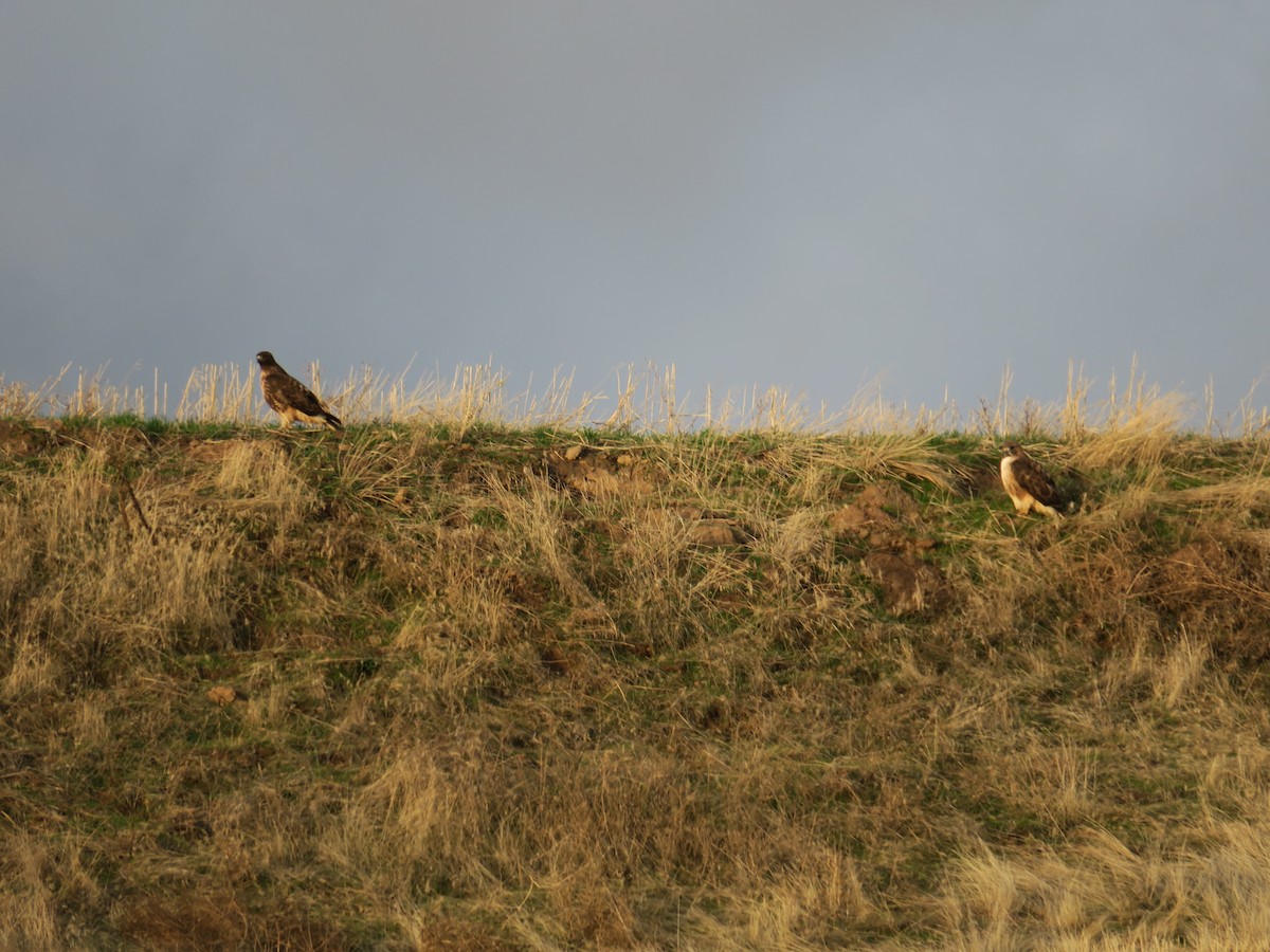 Red-tailed Hawk - ML647164001