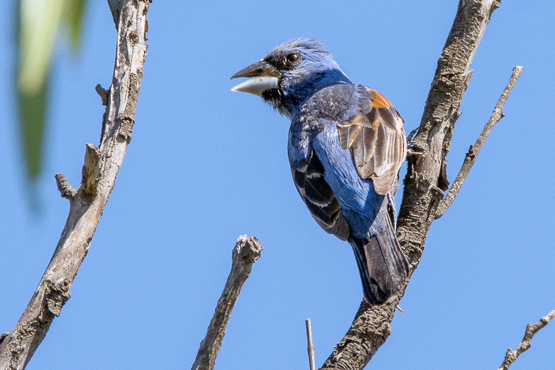 Blue Grosbeak - Juan Miguel Artigas Azas