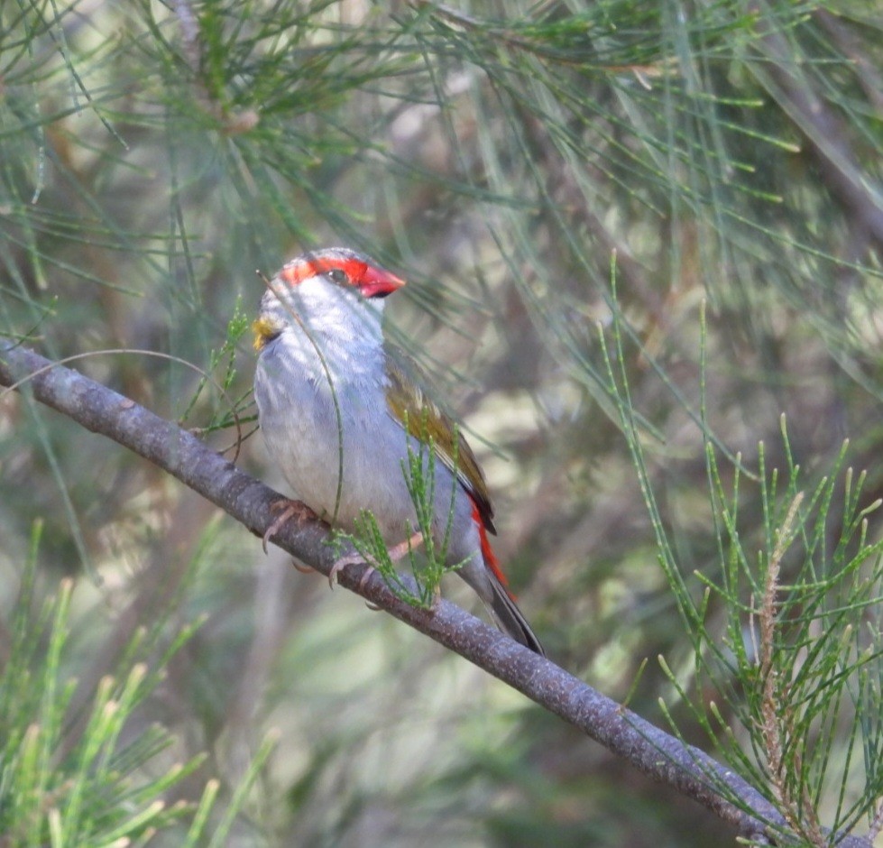 Red-browed Firetail - ML647164019