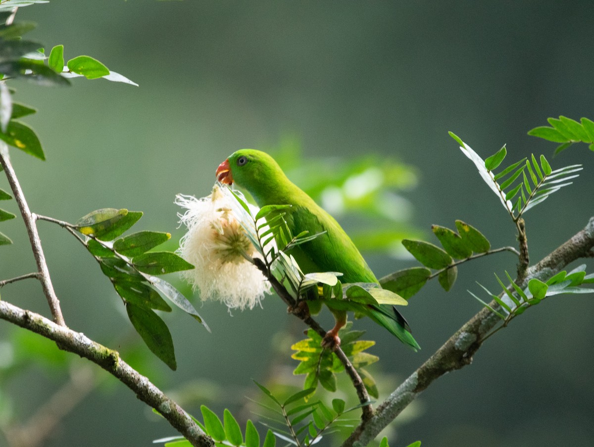 Vernal Hanging-Parrot - ML647164031