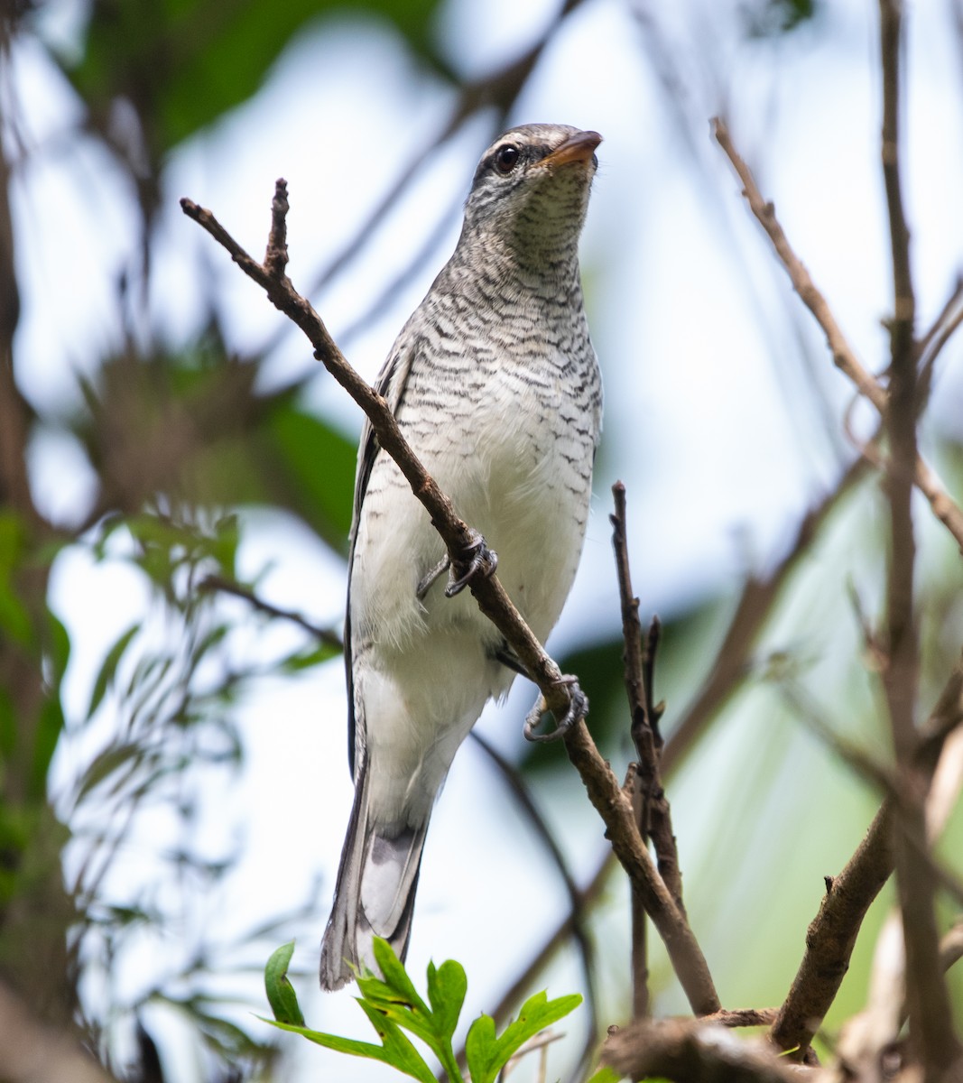Black-headed Cuckooshrike - ML647164035
