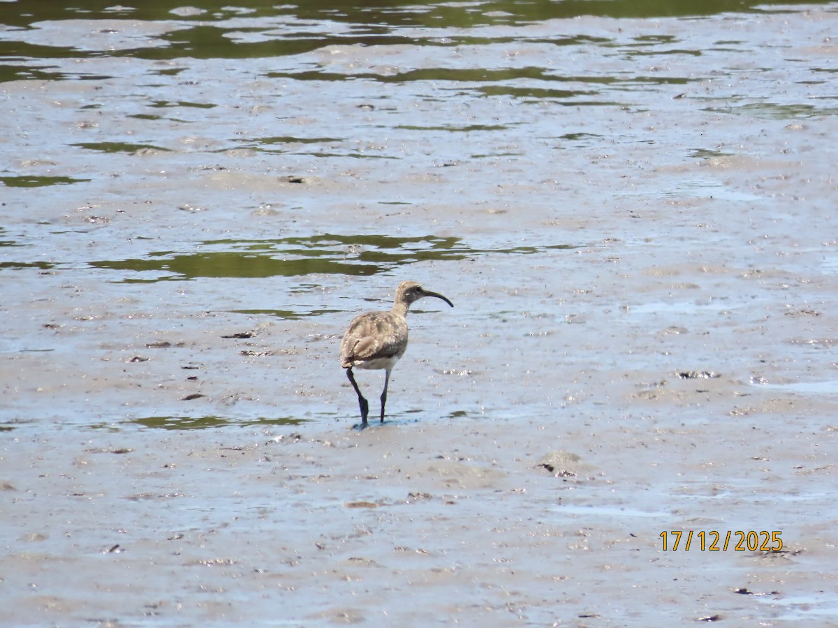Eurasian Whimbrel - ML647164044