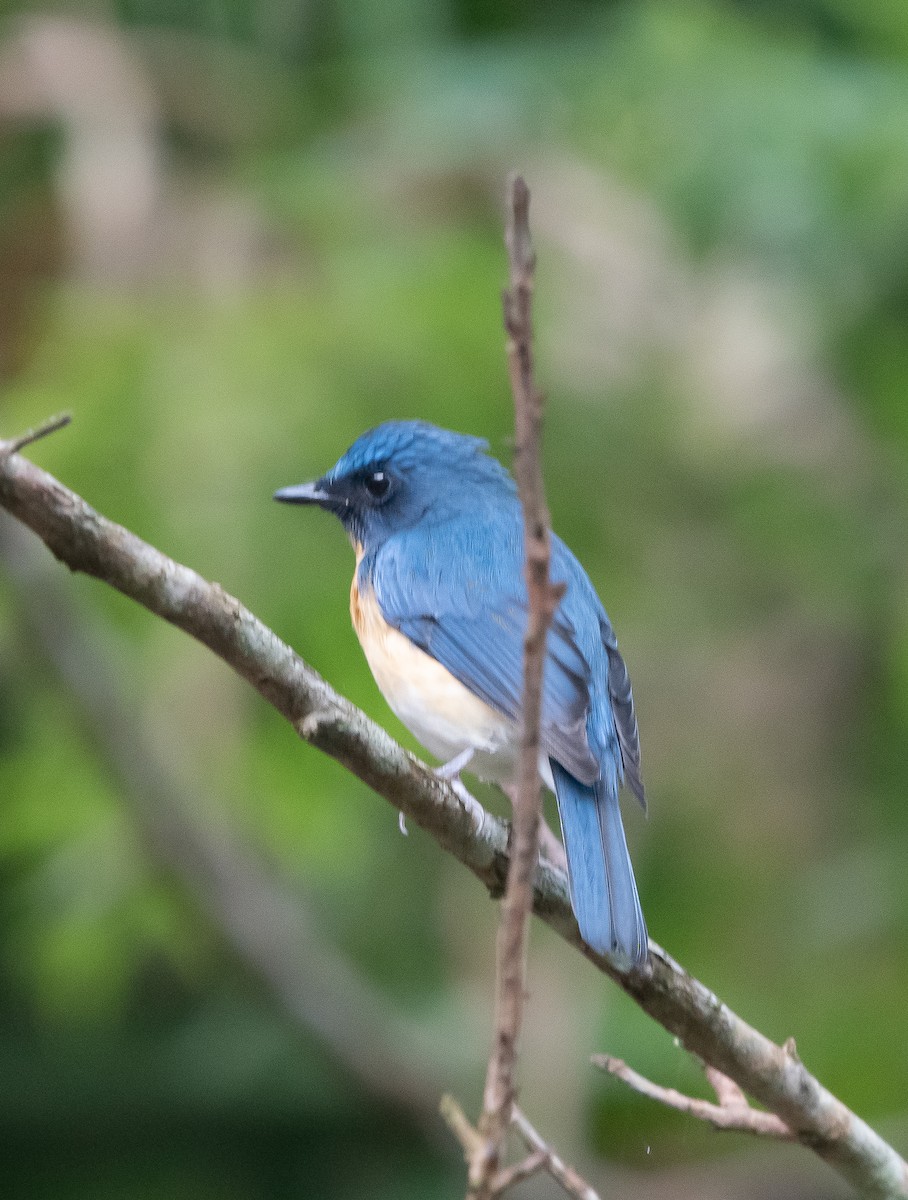 Tickell's Blue Flycatcher - ML647164045