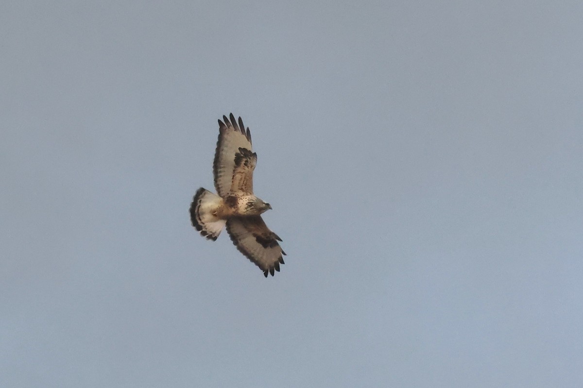 Rough-legged Hawk - ML647164049