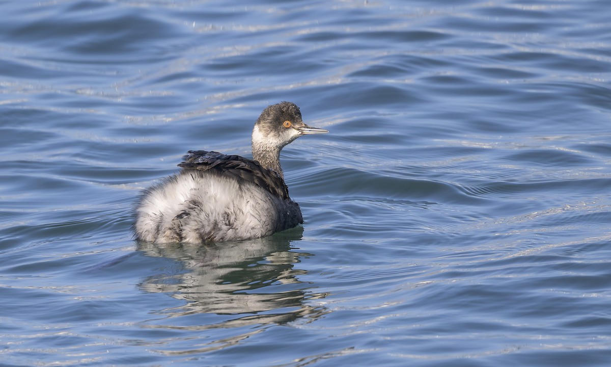 Eared Grebe - ML647164068