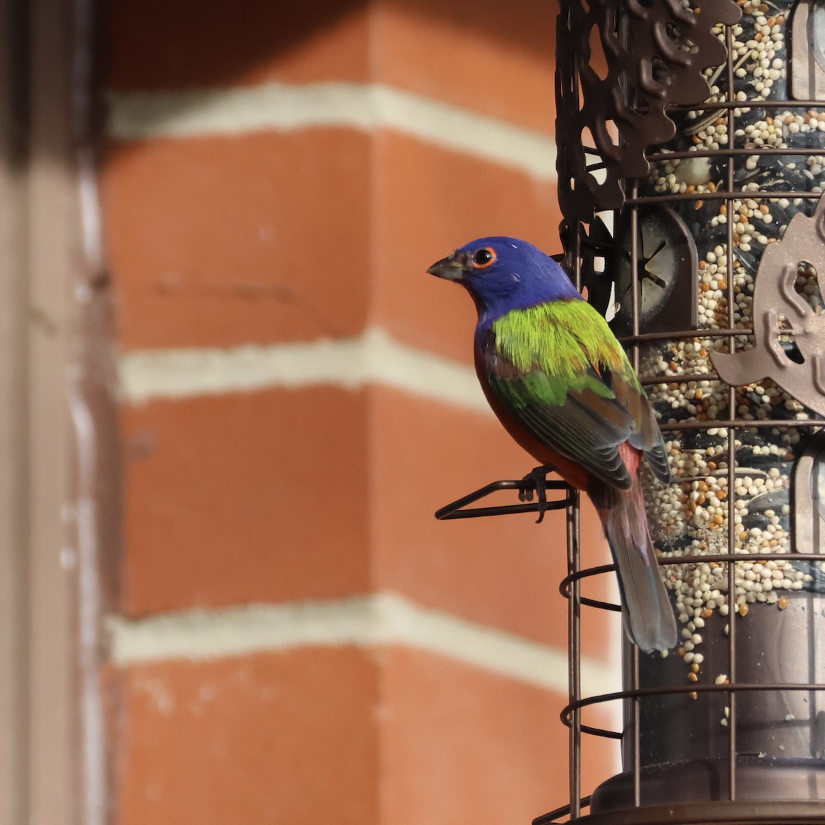 Расписной колорин - ML647164076