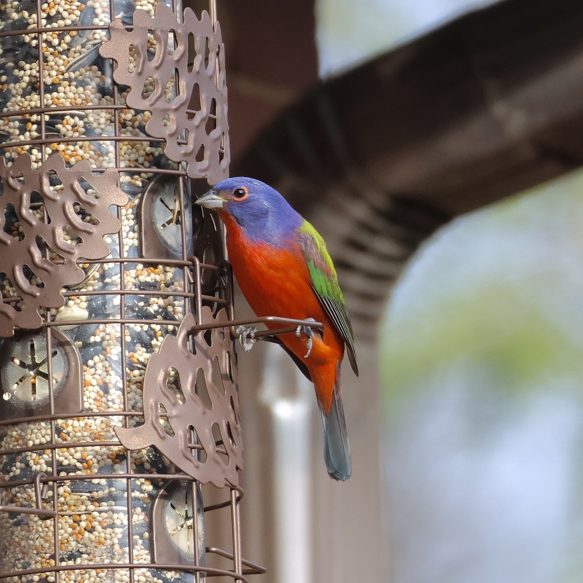 Расписной колорин - ML647164077