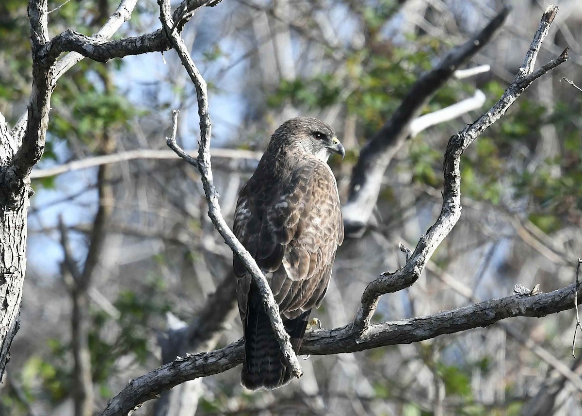 Hawaiian Hawk - ML647164082