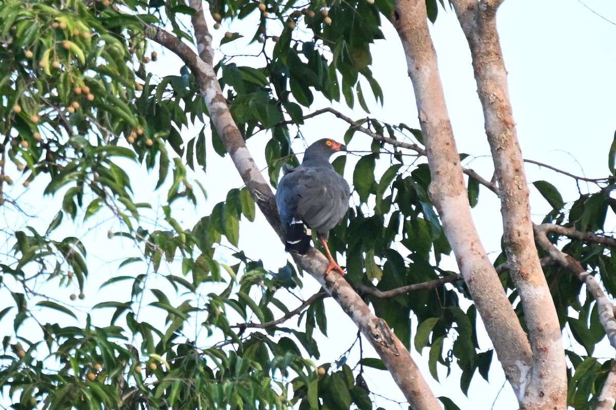 Slate-colored Hawk - ML647164102