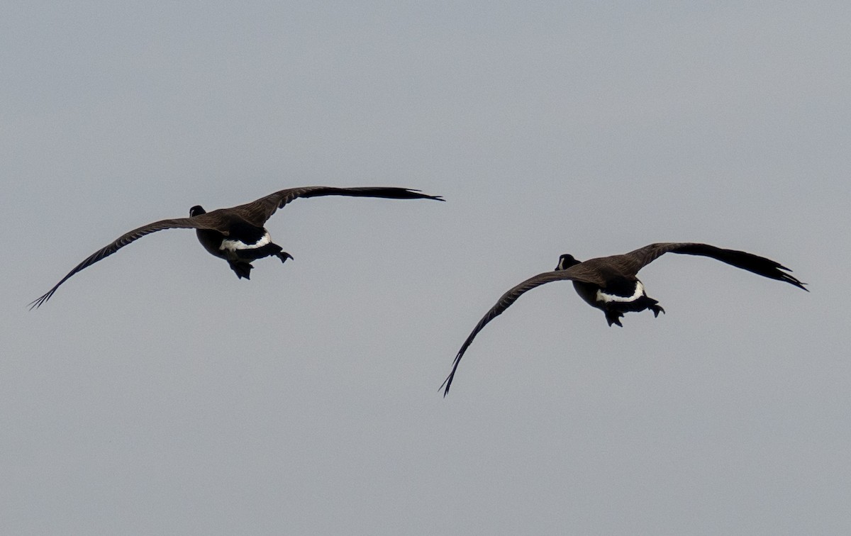 Bernache du Canada - ML647164107