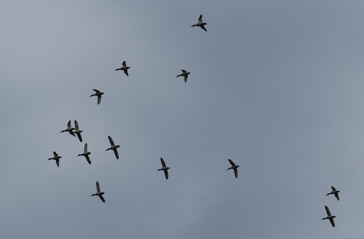 Canada Goose - ML647164108