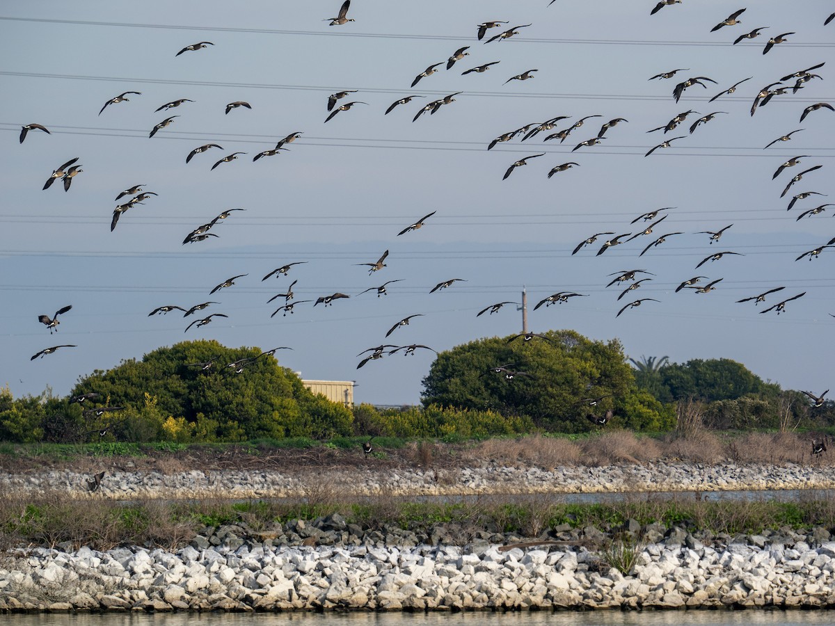 Canada Goose - ML647164109