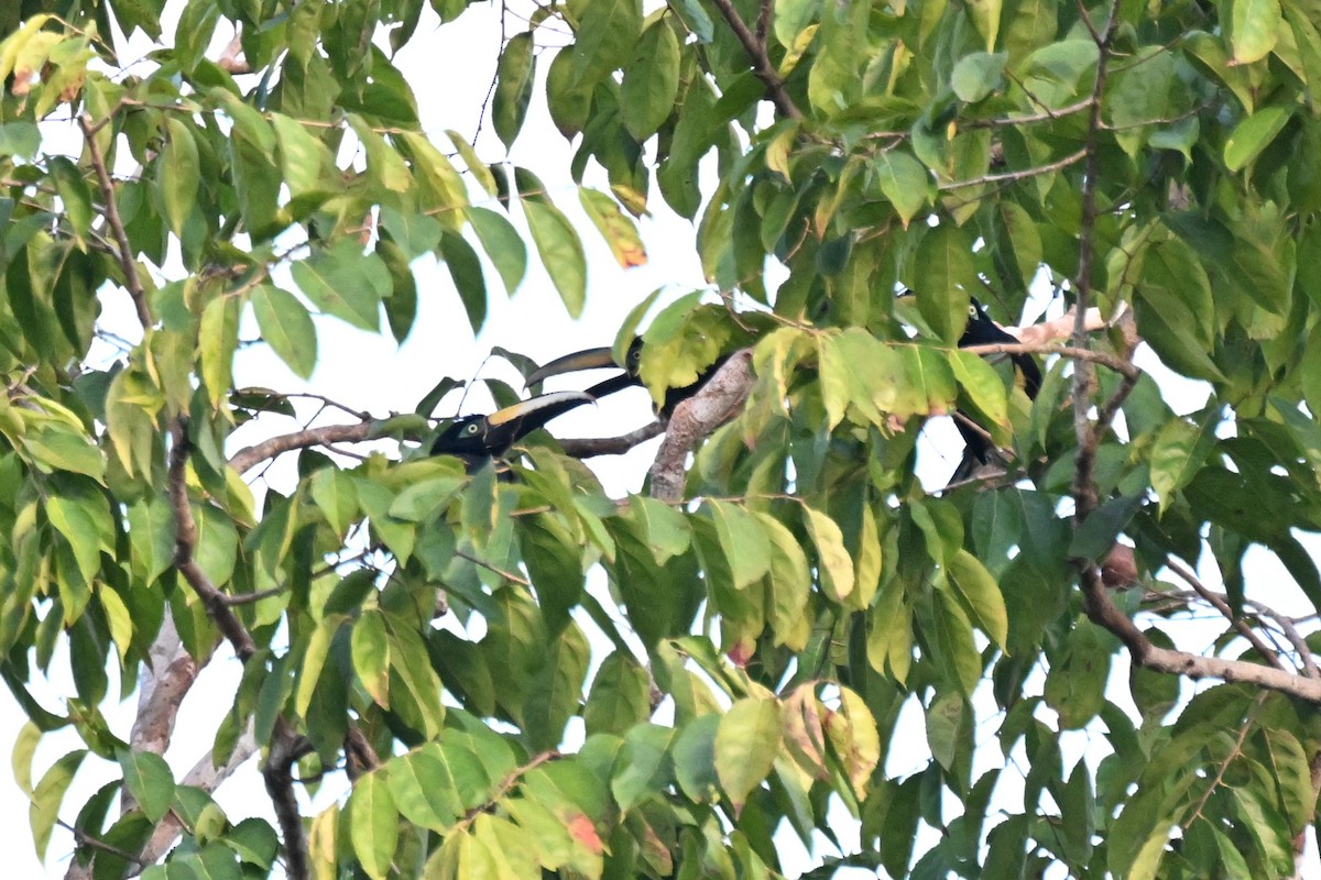 Many-banded Aracari - ML647164113