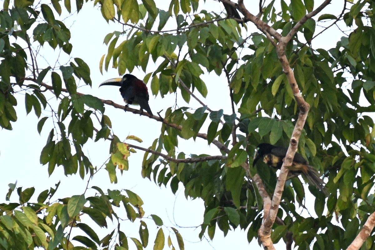 Many-banded Aracari - ML647164114