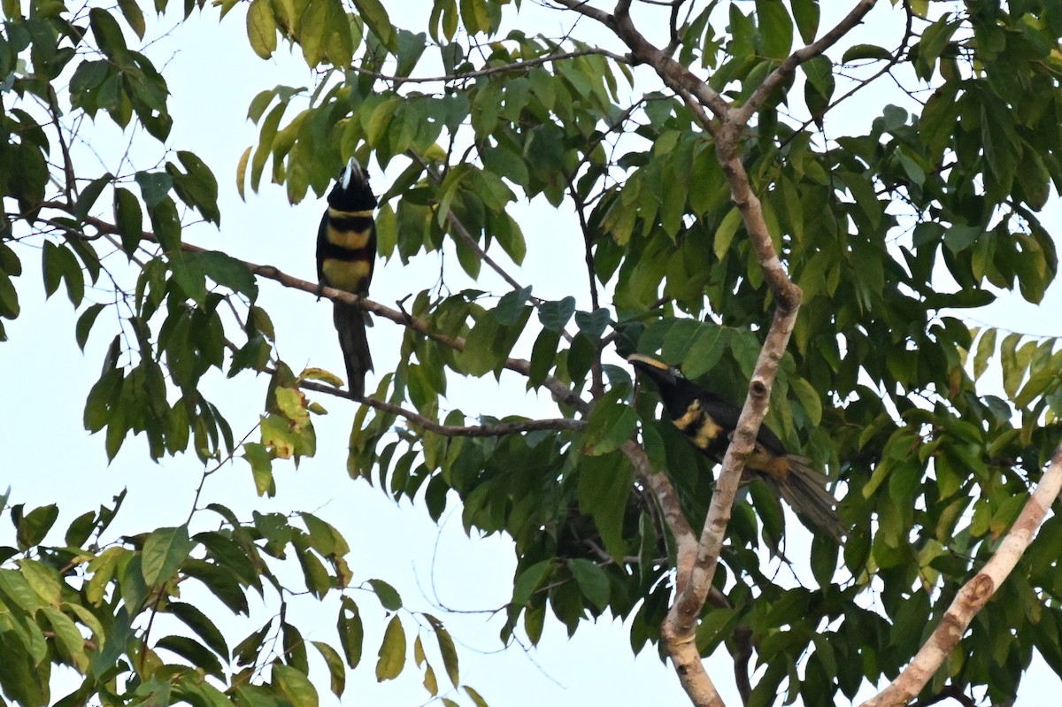 Many-banded Aracari - ML647164115