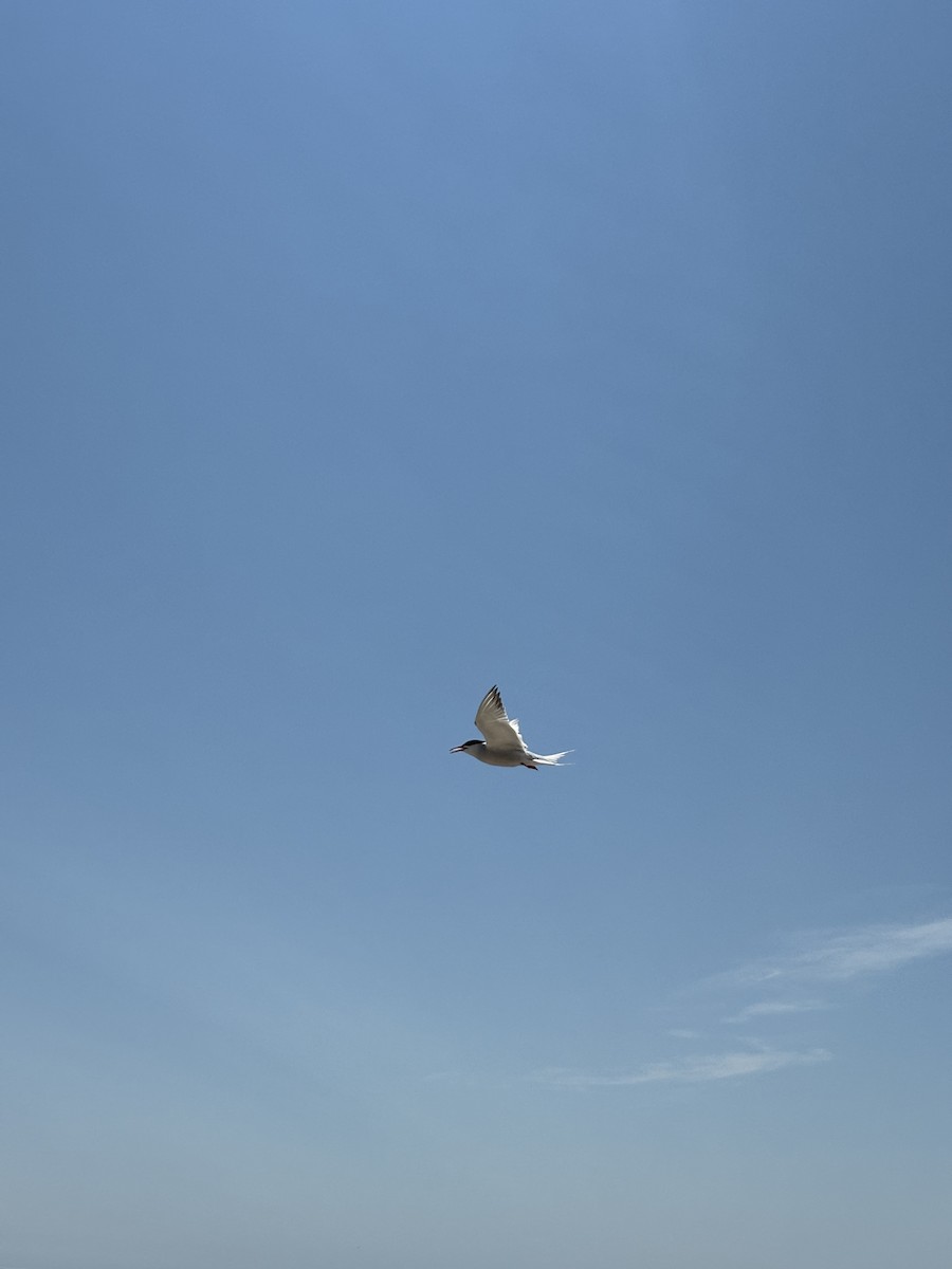 Common Tern - ML647164118