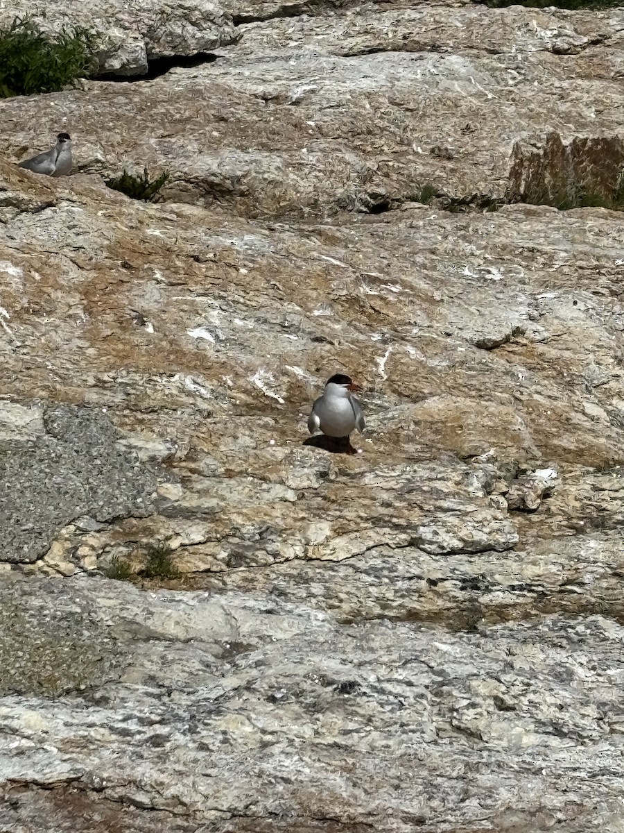 Common Tern - ML647164119