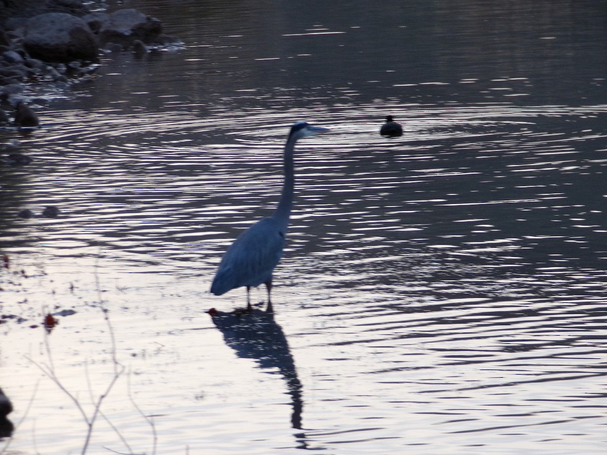Great Blue Heron - ML647164159