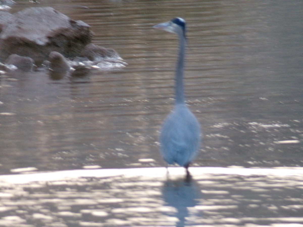 Great Blue Heron - ML647164165