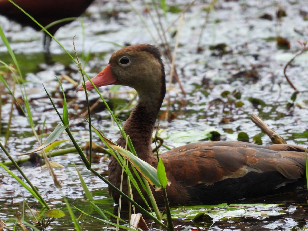 Black-bellied Whistling-Duck - ML647164251