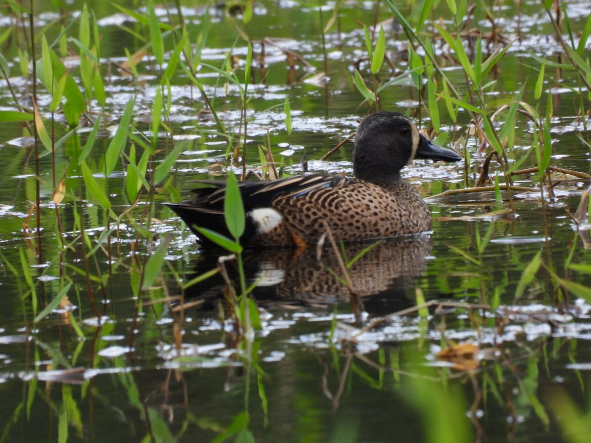 Blue-winged Teal - ML647164257