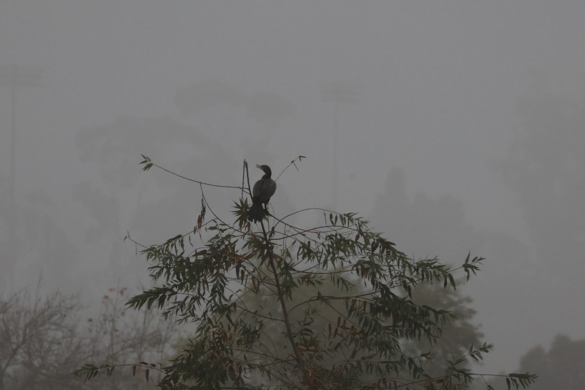 Double-crested Cormorant - ML647164267