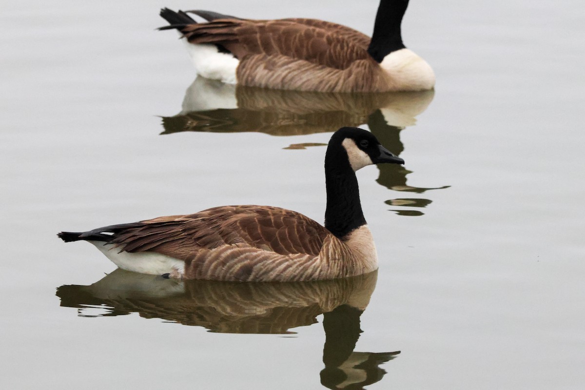 Canada Goose - ML647164268