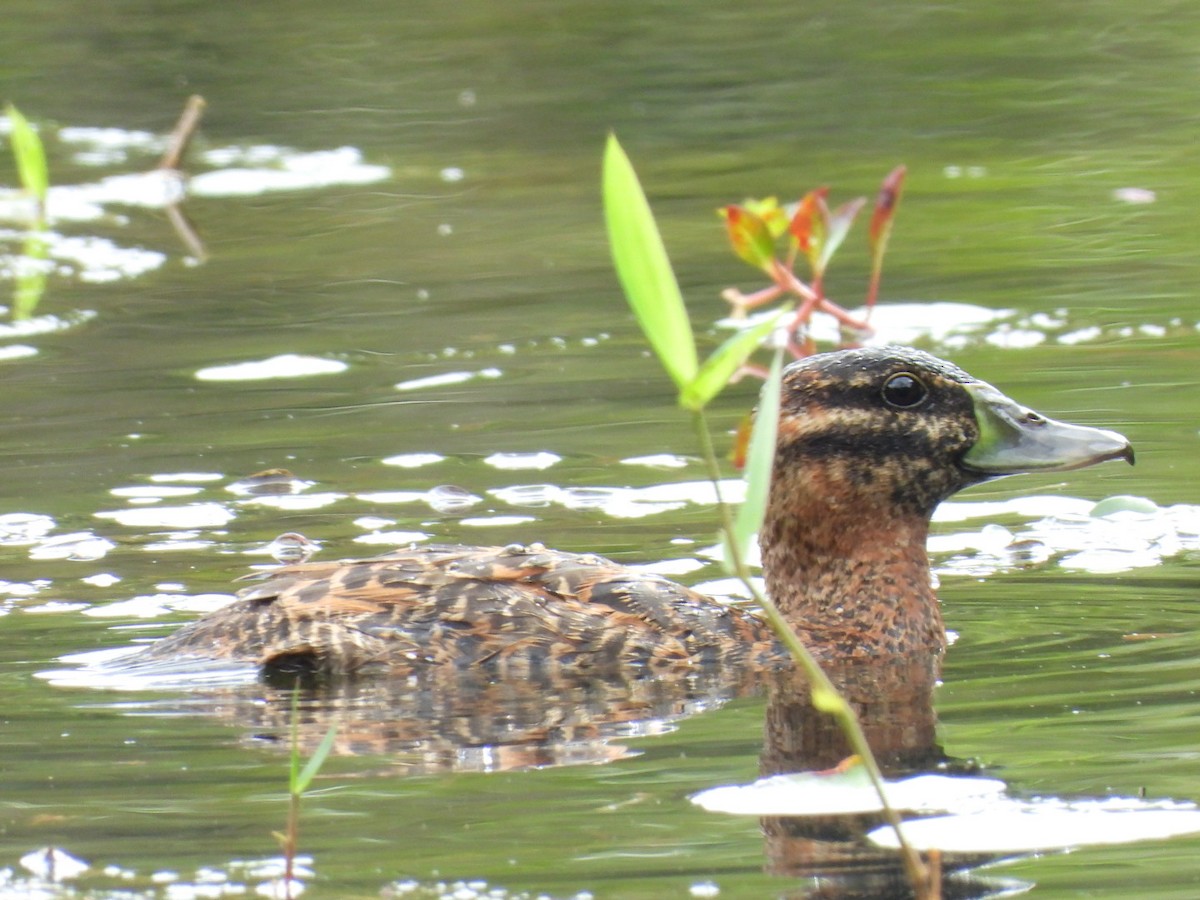 Masked Duck - ML647164271