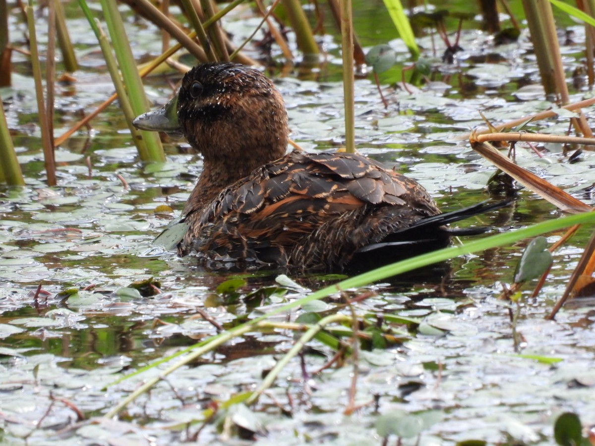 Masked Duck - ML647164272