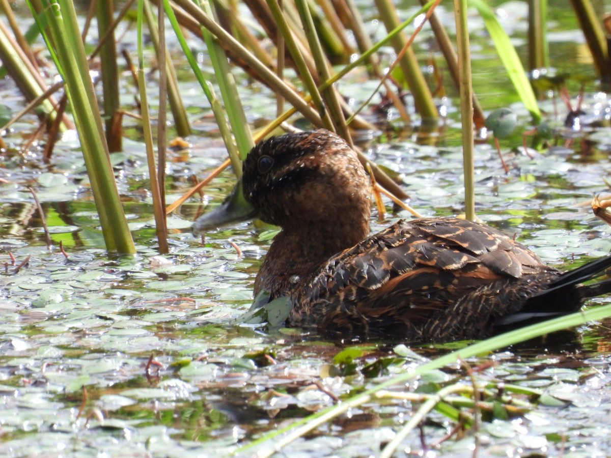 Masked Duck - ML647164273