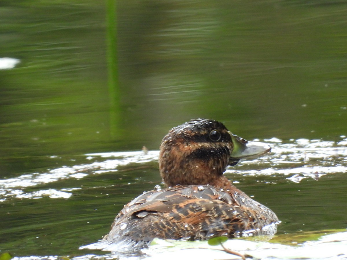 Masked Duck - ML647164274