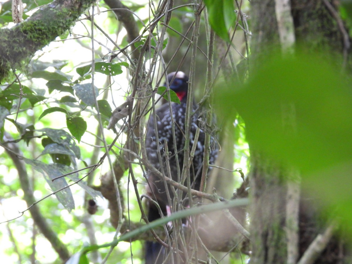 Crested Guan - ML647164283