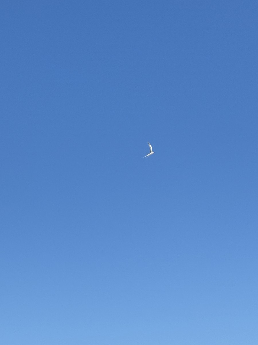 Roseate Tern - ML647164285