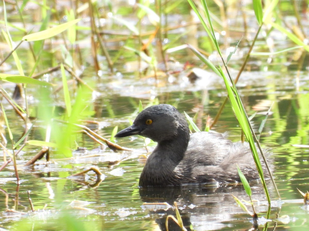 Least Grebe - ML647164295