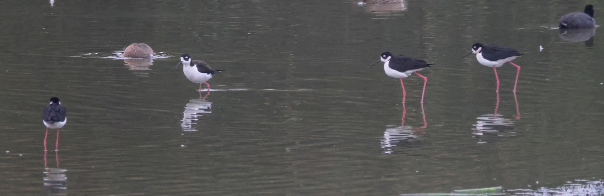 Black-necked Stilt - ML647164306