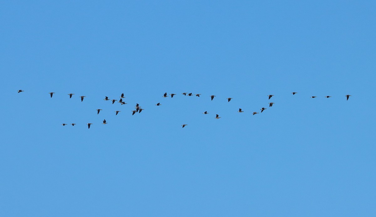 polargås - ML647164322