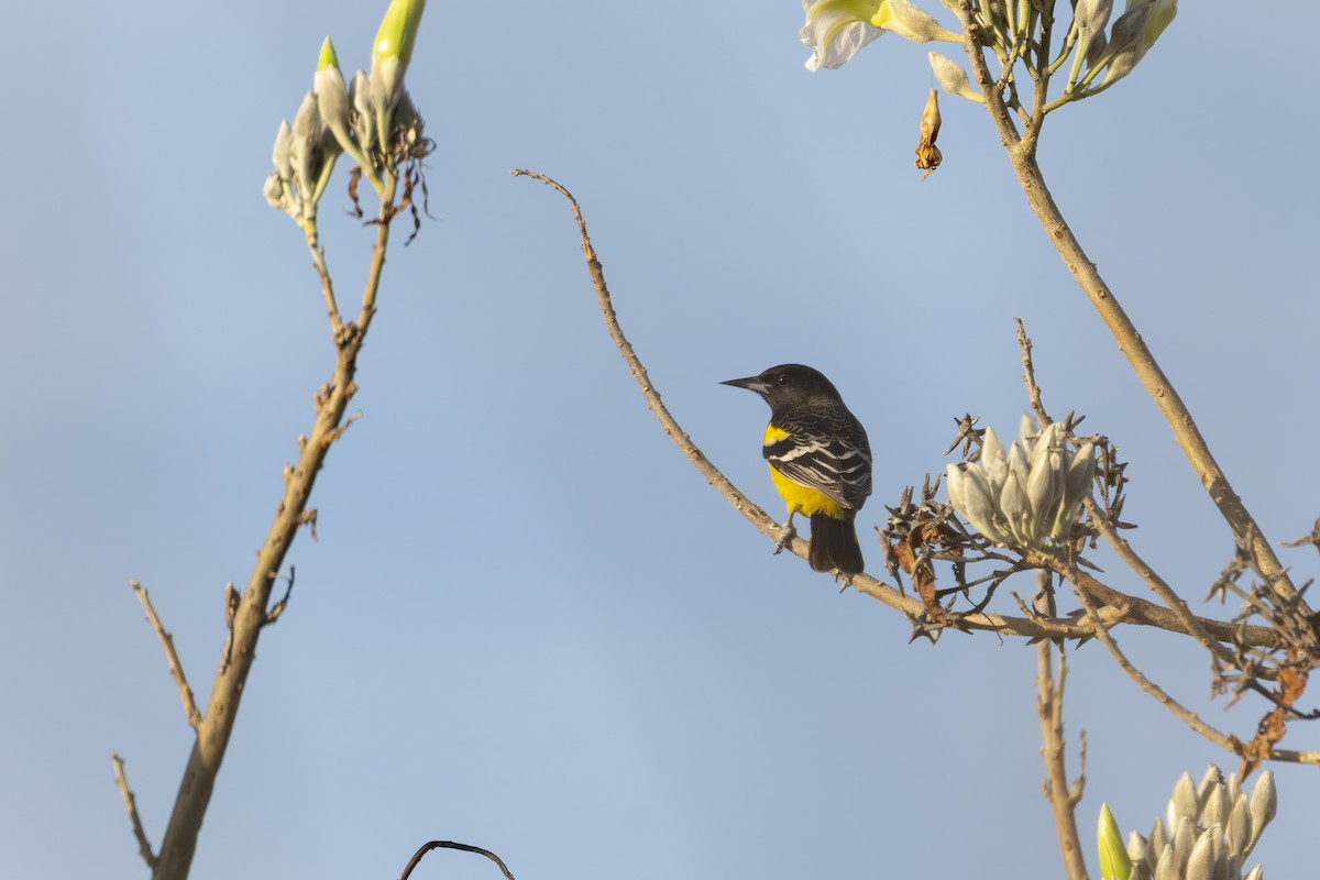 Scott's Oriole - ML647164328
