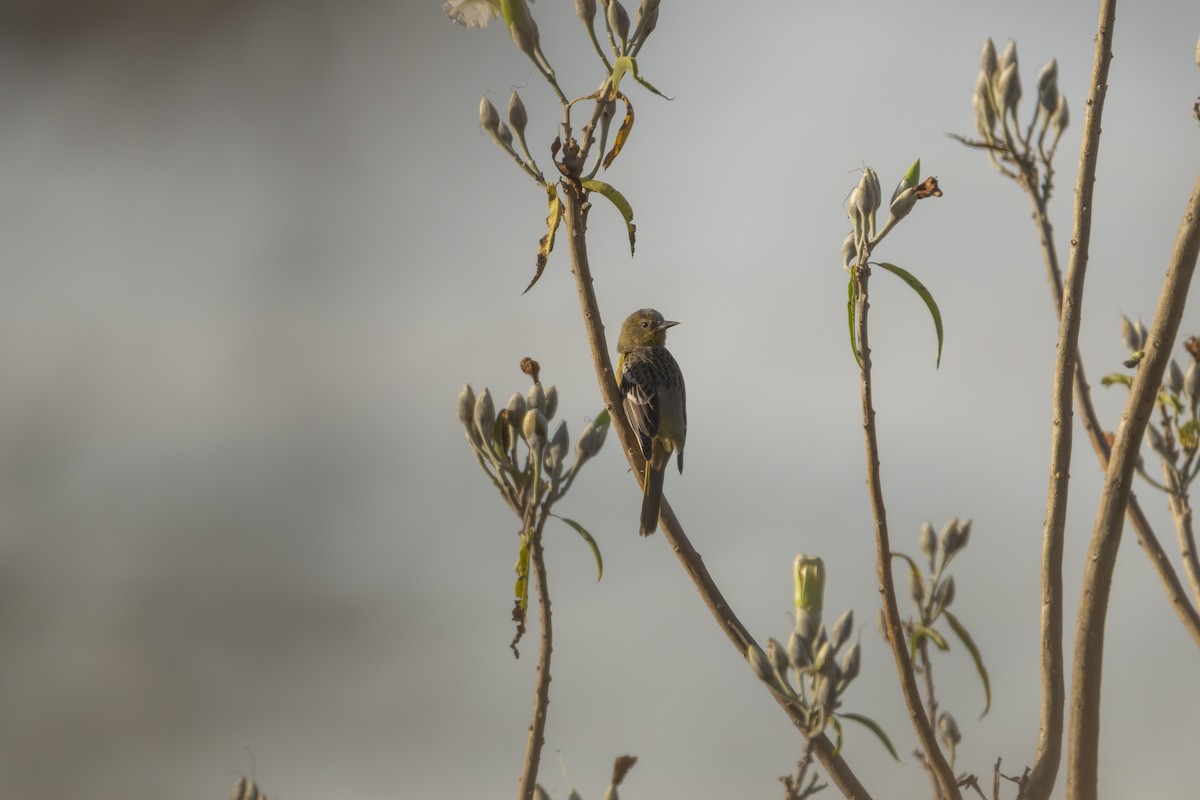 Scott's Oriole - ML647164329