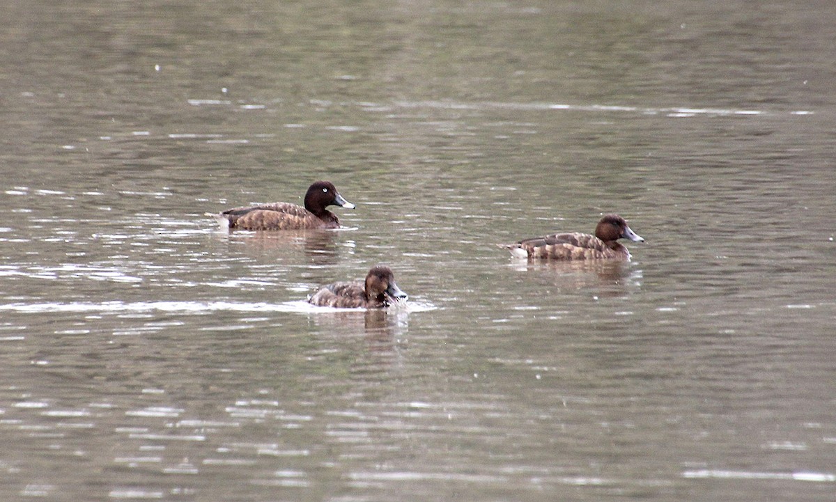 Hardhead - ML647164331