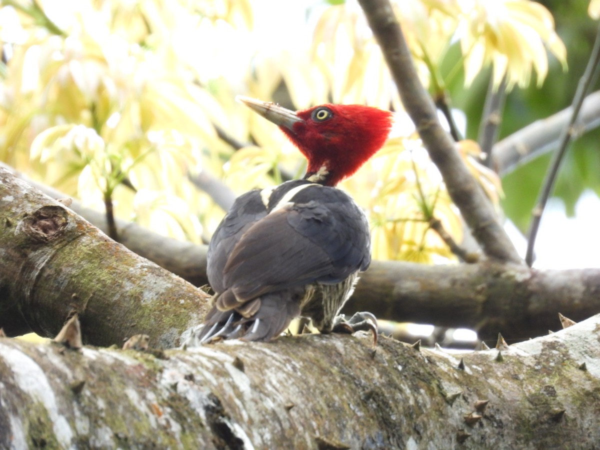 Pale-billed Woodpecker - ML647164343