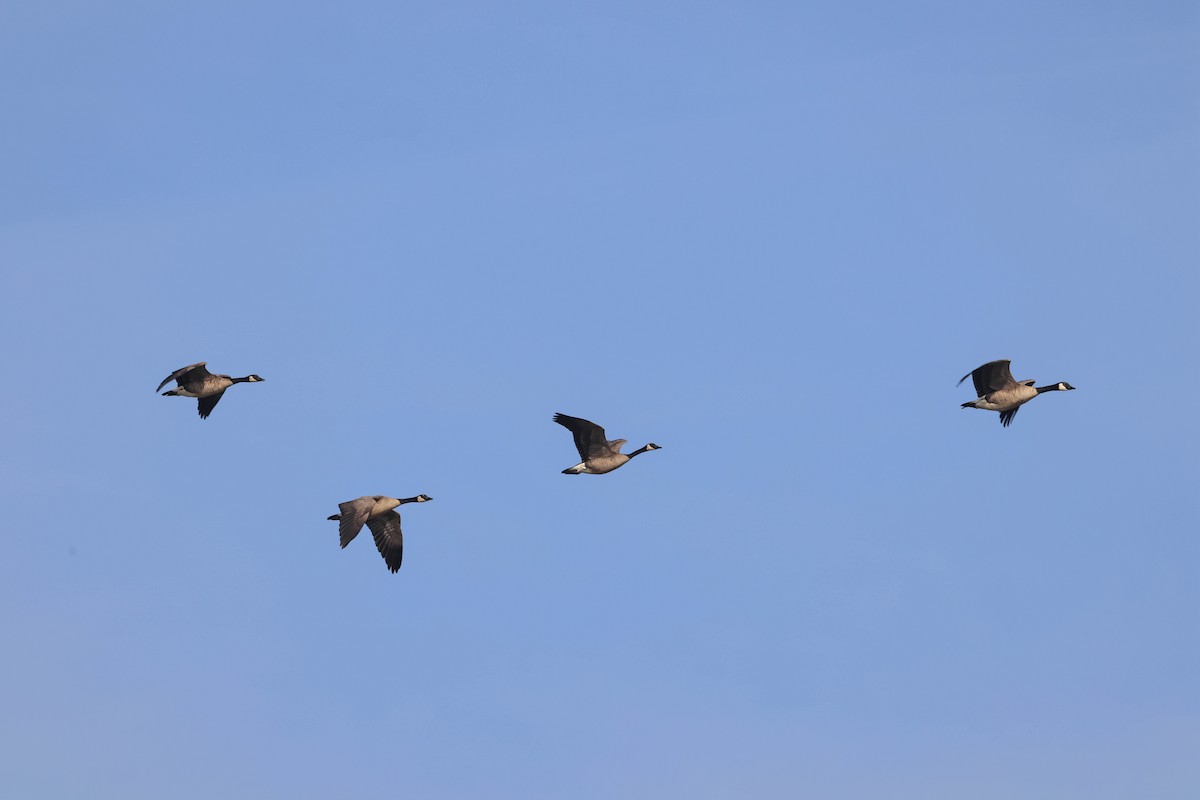 Canada Goose - ML647164344