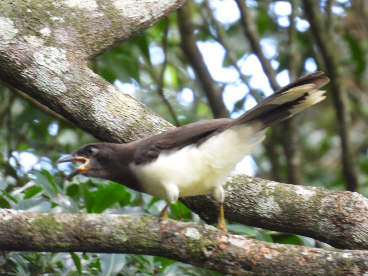 Brown Jay - ML647164358