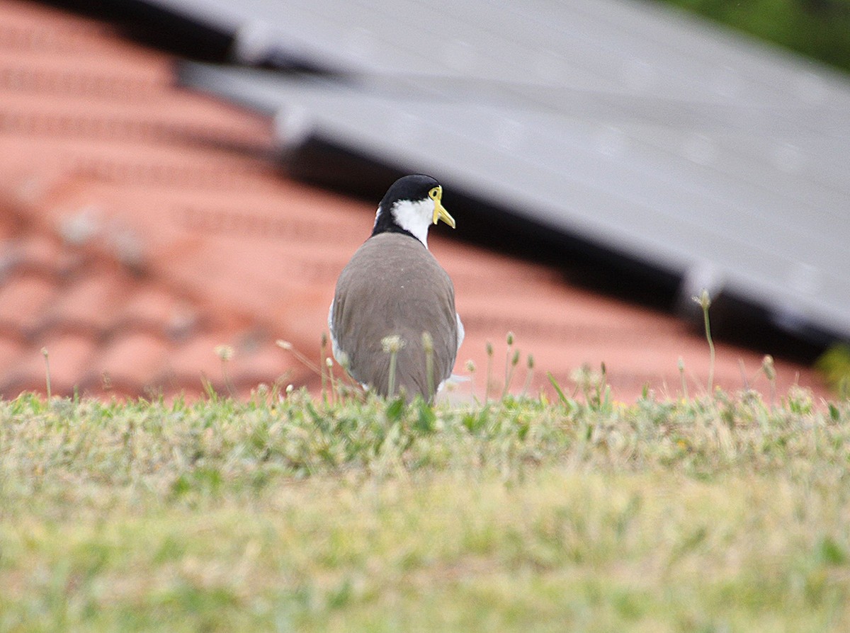 Masked Lapwing - ML647164361