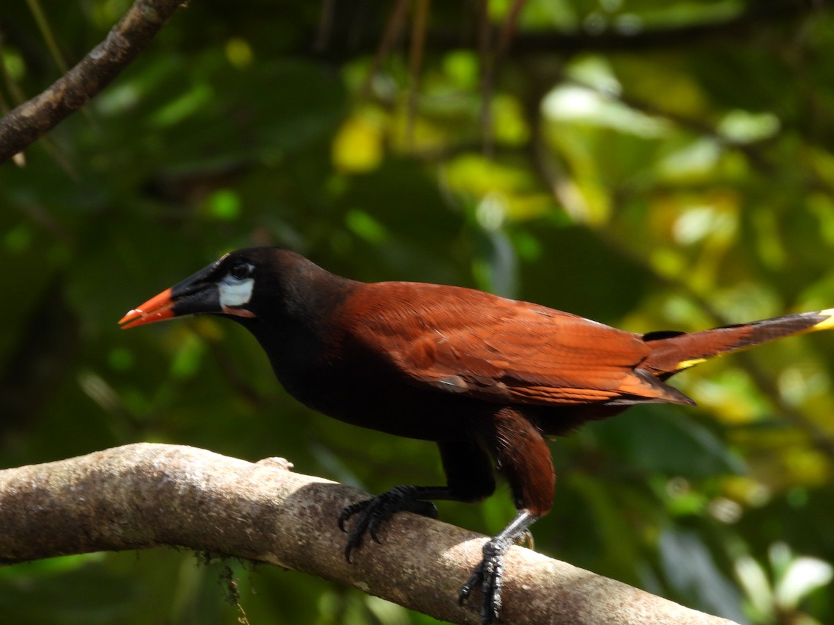 Montezuma Oropendola - ML647164363