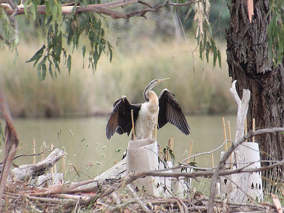 Australasian Darter - ML647164364