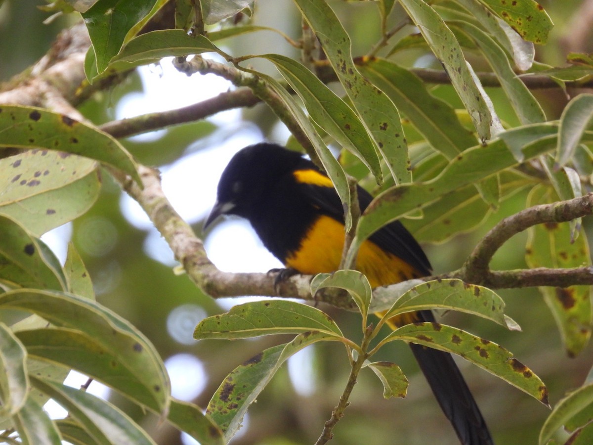 Black-cowled Oriole - ML647164370