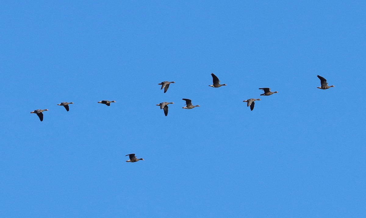 tundragås - ML647164372