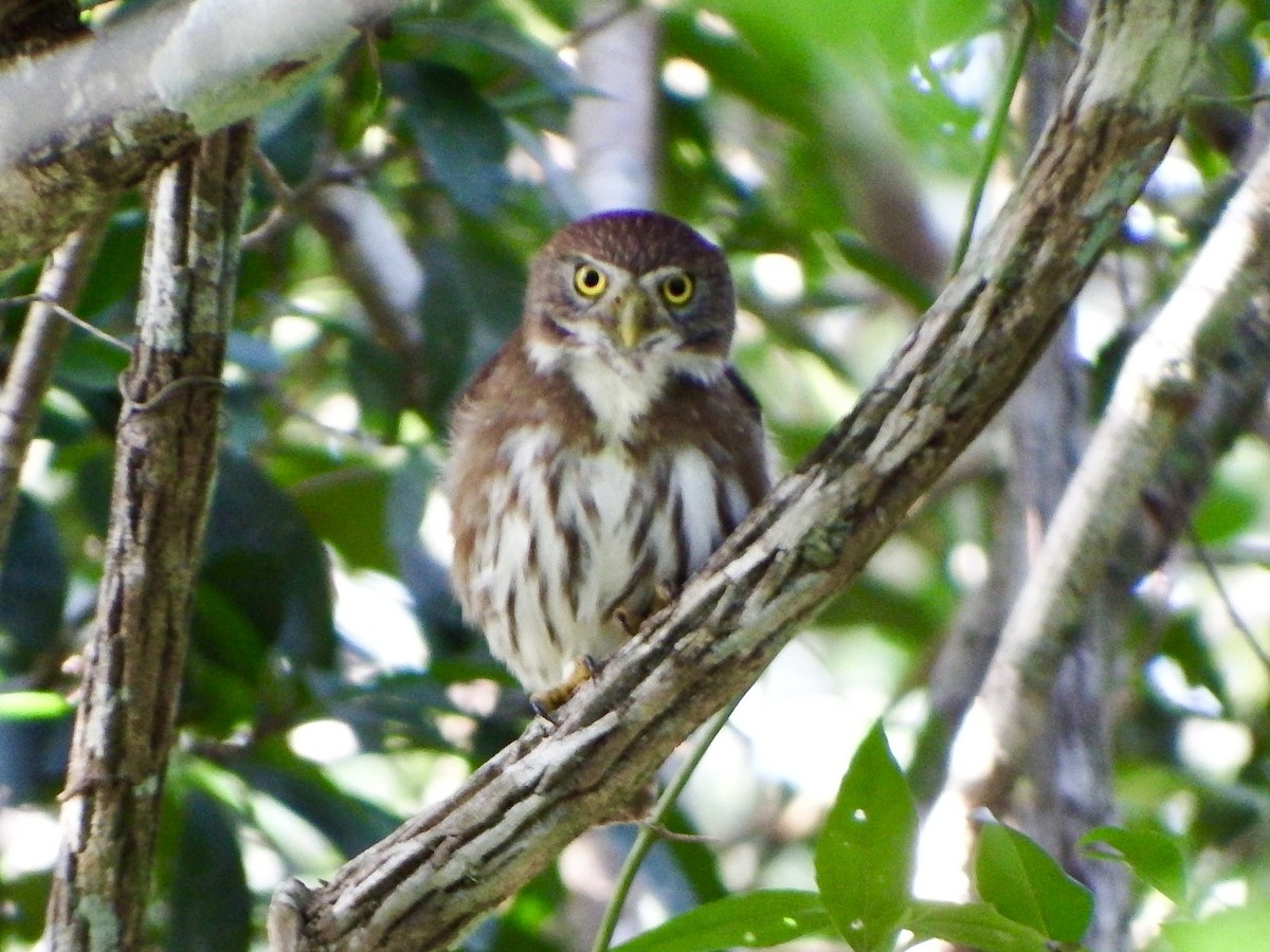 Ferruginous Pygmy-Owl - ML647164380