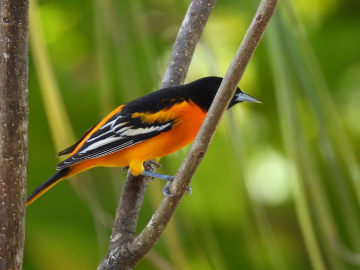 Baltimore Oriole - ML647164383